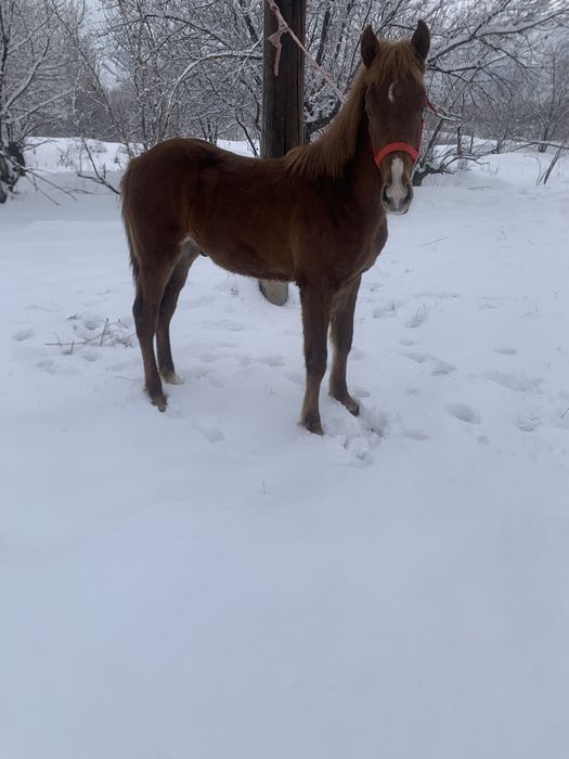 Жабагы тай сатылады