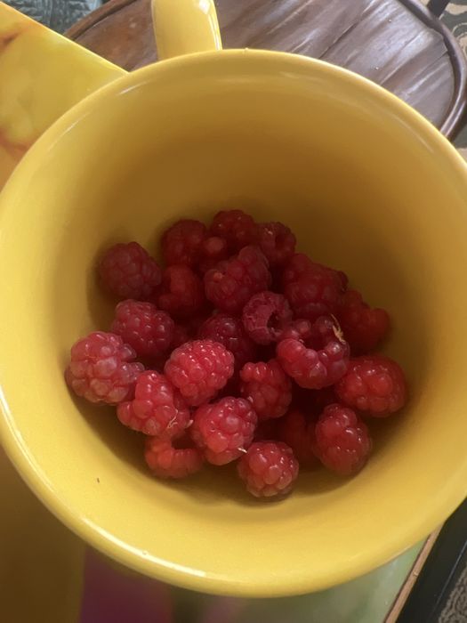 Продам малину домашнюю