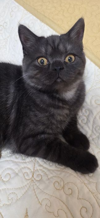 British shorthair