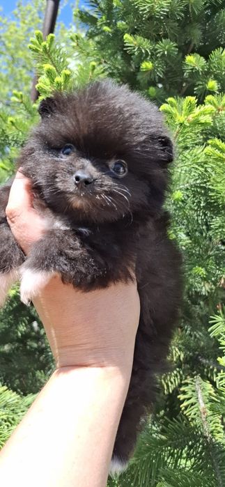 Мини щенки померанского шпица