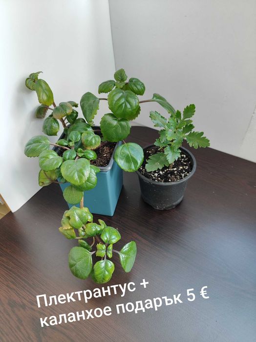 Единични стайни цветя
