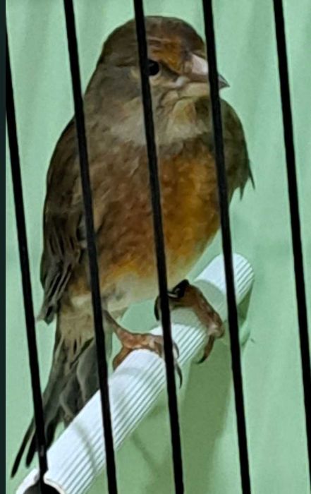 Canari Hibrizi Arlechin Masculi - Disponibili pentru Noul Cămin