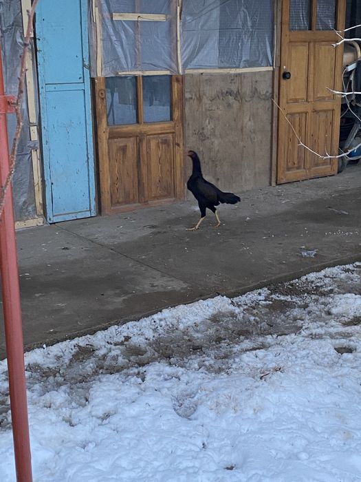 Дакан   Мекен  есть