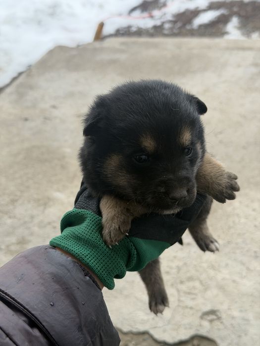 Отдам красивых щенков