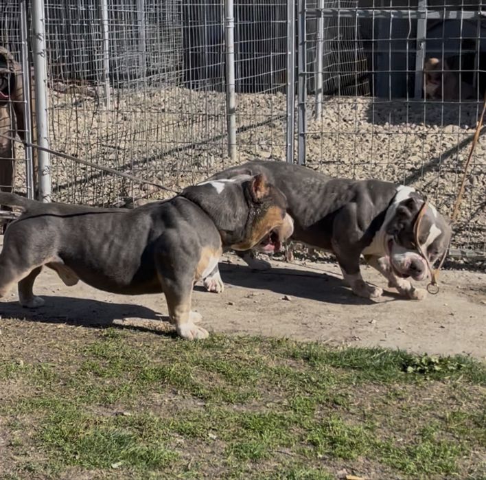 ТОП Реални ПОКЕТ Американско були / Трицветни