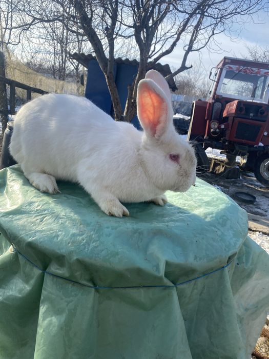 Iepuri              .