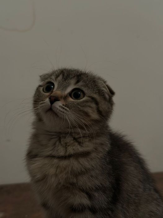 шотландский кошка