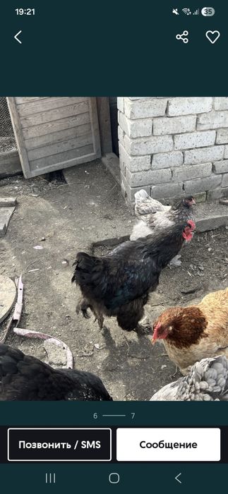 Продам кур порода брома