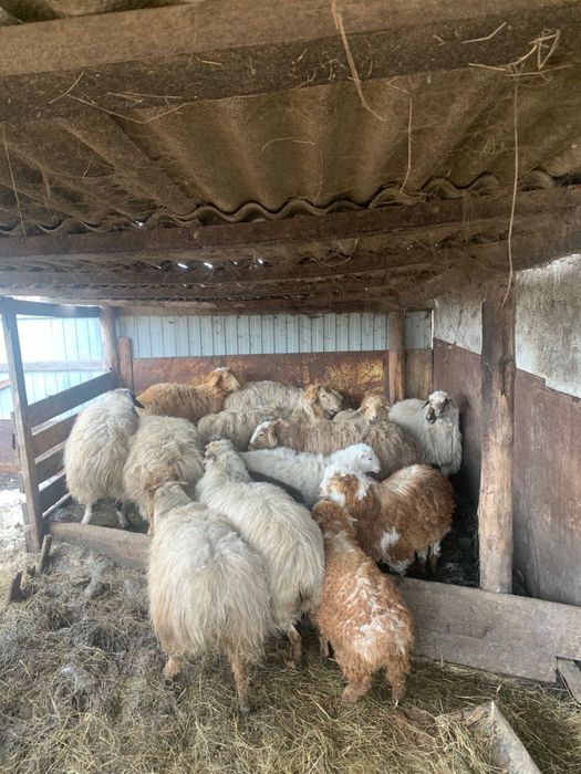 Продам овец с ягнятами