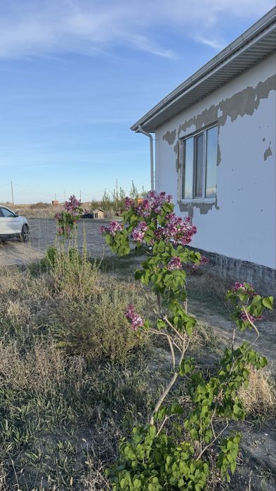 Дайын шаруа кожалык сатылалы