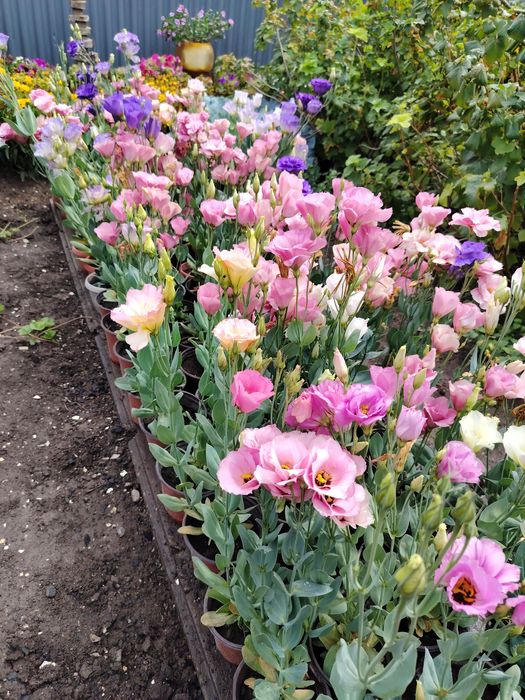 Эустома в горшках