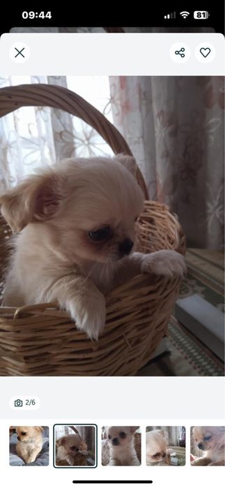 Продам щенка чихуахуа