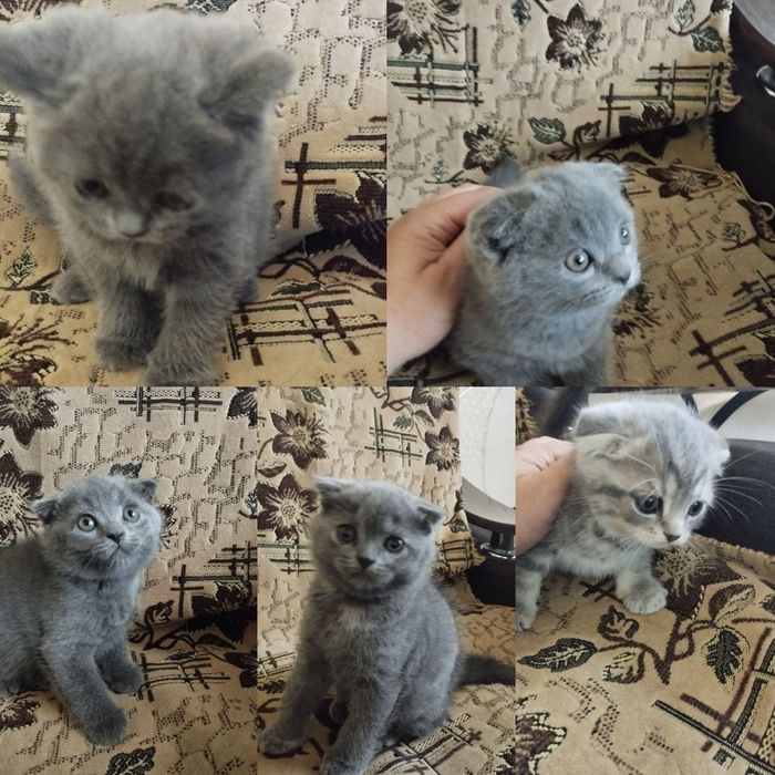 Продаются котята