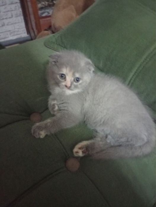 мушукча сотилади акция нархида