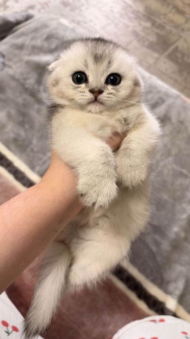 Продам котенка серебристая шиншилла скоттиш-фолд
