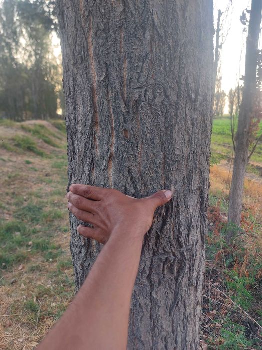 Sfatli Yetilgan Teraklar sotiladi