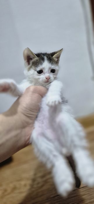 Котенки бесплатно