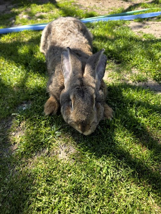 Iepurași de vanzare (marele German)