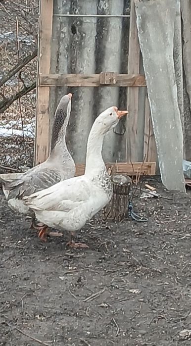 Vând 2 gâscani unul alb și unul Toulouse