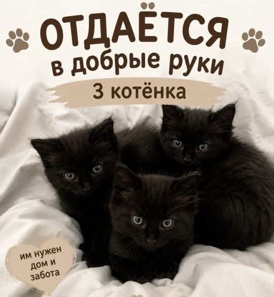 Отдам в добрые руки