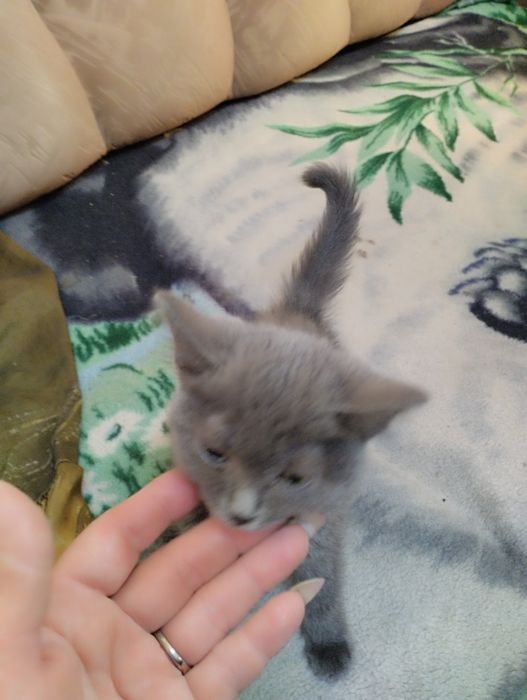 Отдам котят бесплатно