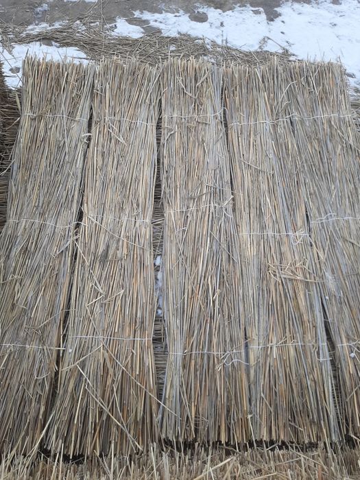 Камыс Қамыс камыш