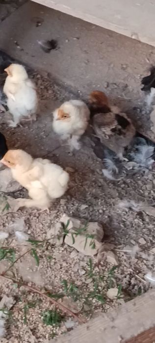 Продаются цыплята брама