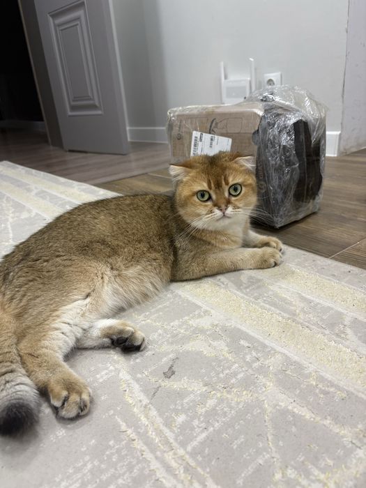 Котик вислоухий рыжий