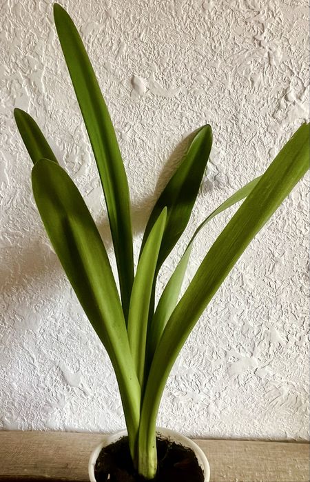 Продам цветы гиппеаструма