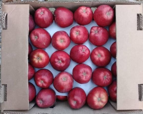 Продаю Иссыккульские яблоки