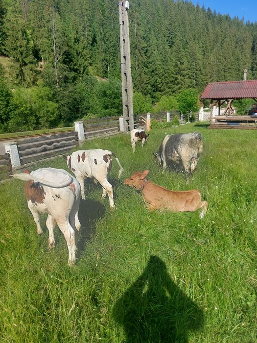 Tauras albastru și baltat