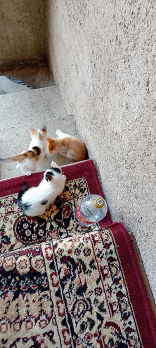 Mushuk bolalari xadyaga yaxshi qaredigan insonlarga