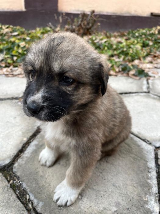 Отдам в хорошие руки