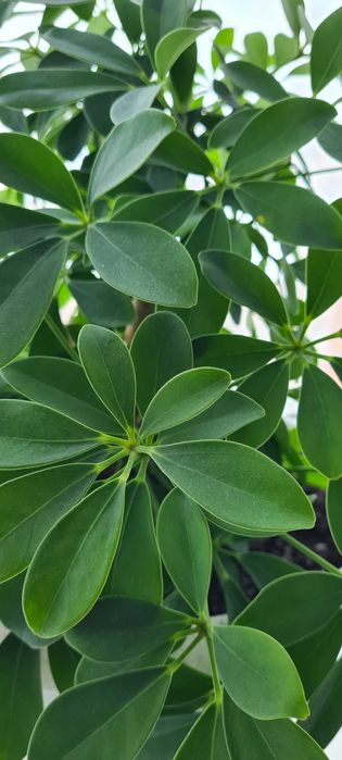 Домашний цветок шефлера