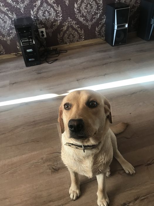 Лабродор для вязки