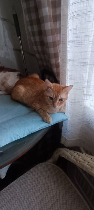 Глазастый, ласковый котик!