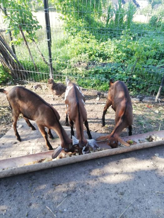 Vând 2 ieduțe și un ieduț ,1000 lei bucata,Fălticeni,tel.0753064540