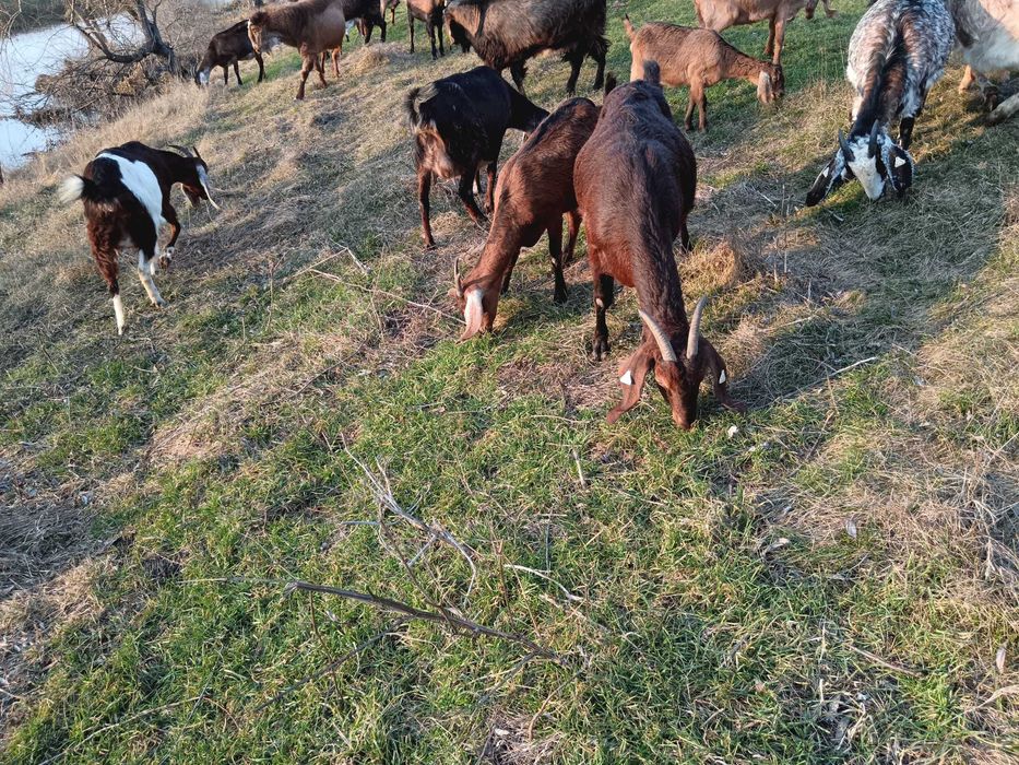 Vând capre anglo nubiene