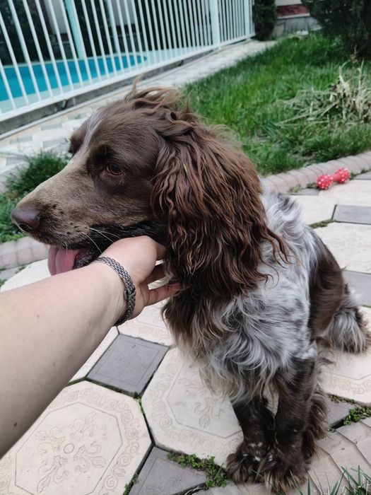 Ищем сучку для случки