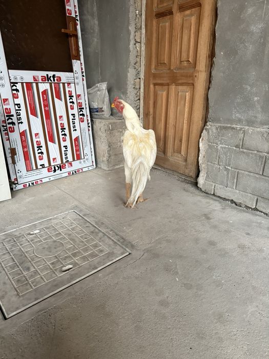 Dakan xoroz sotiladi
