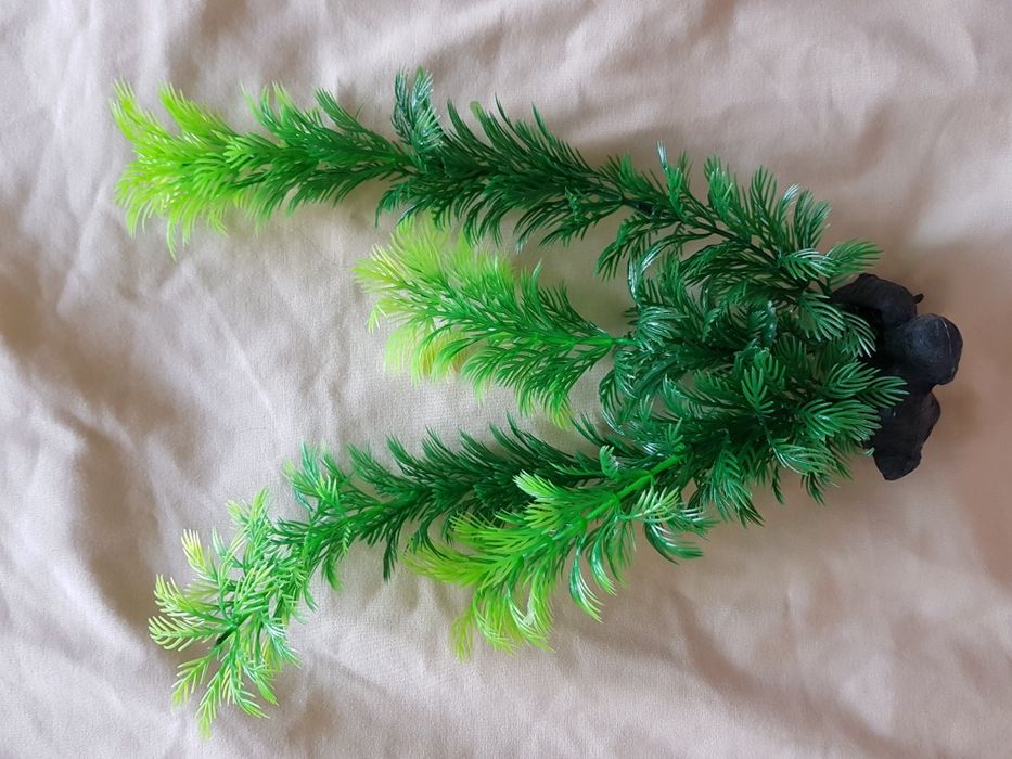 Растения для аквариума