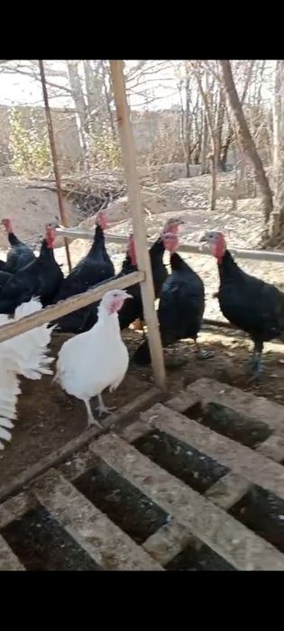 Табиғи жем жеп тұрған Үндіктер,