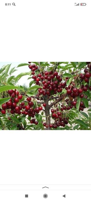 Мевали кучатлар Хар хил нави бор