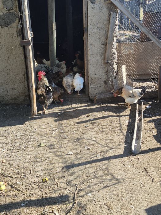 Продам курец домашних