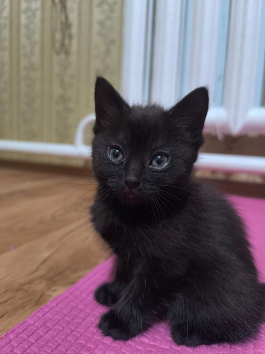 Отдам котёнка бесплатно