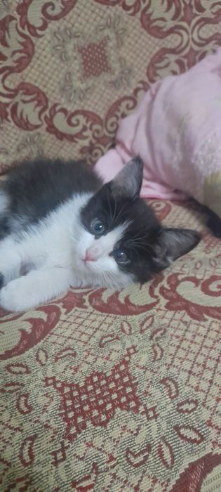 Котенок в добрые, ответственные руки