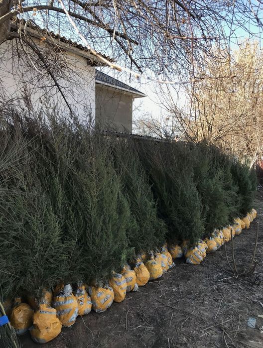 Саженцы всех видов
