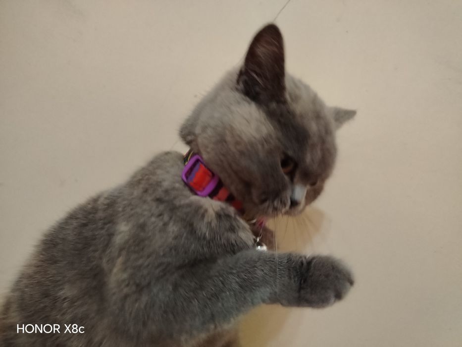 British Shorthair zotdor mushuk