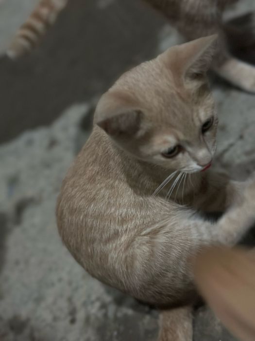 mehribon uy mushuklari qizbola hammasi