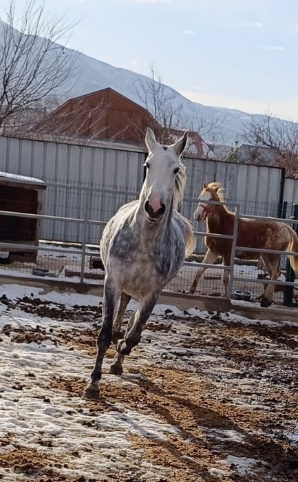 Орловская рысачка